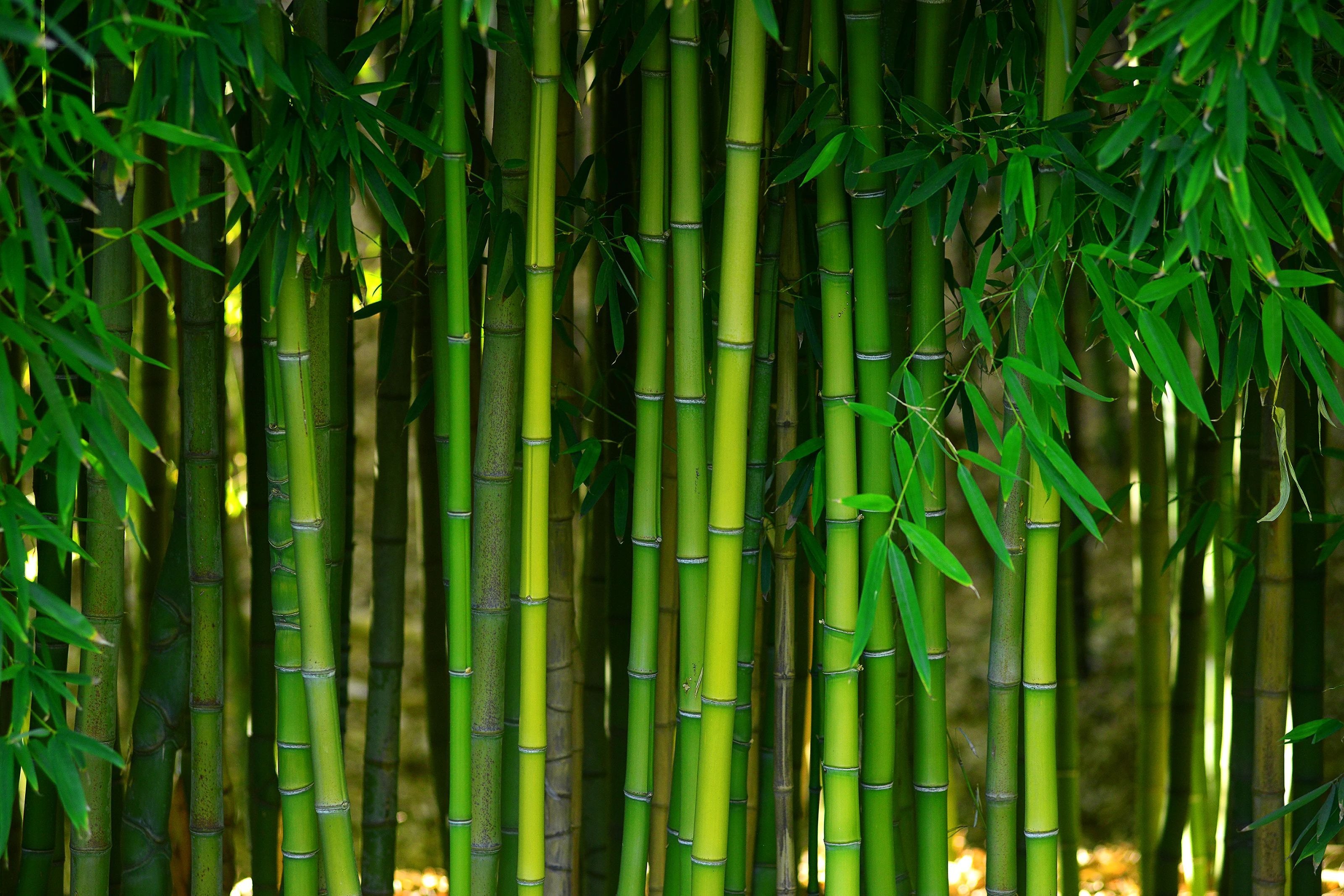 bamboo from B & B Floor Co in Springfield, VA