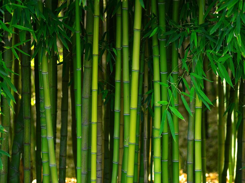bamboo from B & B Floor Co in Springfield, VA
